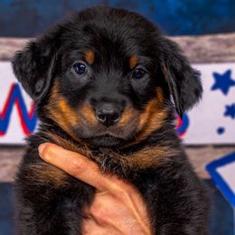 Teal Boy - Black and rust Beauceron puppy in Henderson, Nevada from Joie de Vie Beaucerons