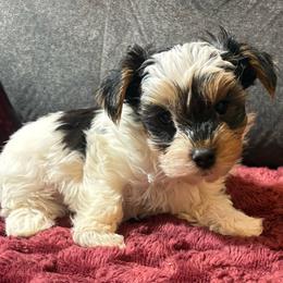 Pringles - Tri-color male Yorkipoo puppy in San Antonio, Texas from Sweet as dessert puppies