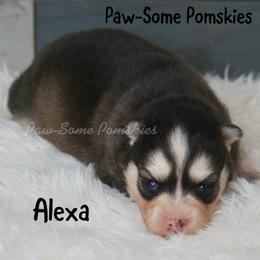 Alexa - Black and white female Pomsky puppy in Krum, Texas from Paw-Some Pomskies