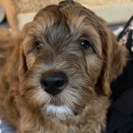 Goldendoodle Puppies from Rosie's Doodle Den