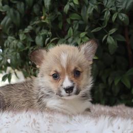Yellow collar - Red female Pembroke Welsh Corgi puppy in Caliente, California from Rafter Cross 7