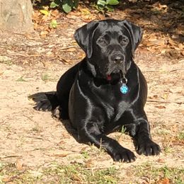 Labrador Retriever Puppies from B&L Chocolate Farm