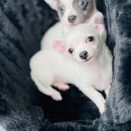"Bailey’s first Litter" Chihuahua Puppies from Blue Diamond Chihuahua’s