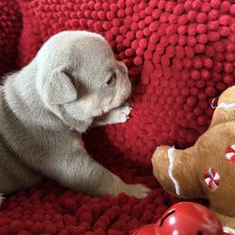 Reba - Fawn and white female French Bulldog puppy in Klamath Falls, Oregon from S-D Frenchies