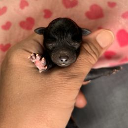 Hstsumi初美 - Silver Poodle puppy in Hilo, Hawaii from Premium Teacup Puppy of Hawaii
