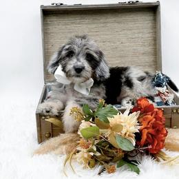 Brooklyn - Blue merle female Bernedoodle puppy in Statesville, North Carolina from Doodle Babies