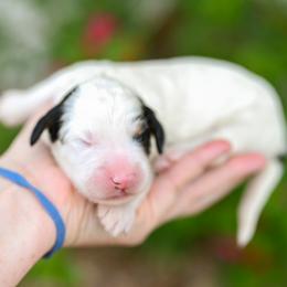 Lincoln - Tri-color male Bernedoodle puppy in Tucson, Arizona from Sun Valley Goldendoodles