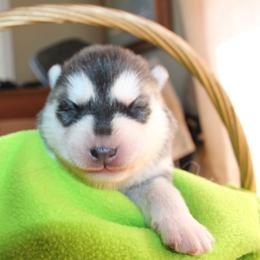 Blue - Black and white male Siberian Husky puppy in Le Sueur, Minnesota from Tevana Siberians LLC