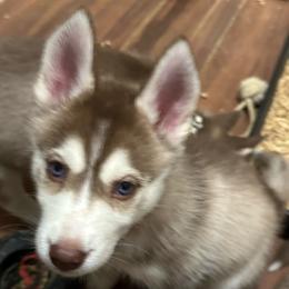 Tundra - Sable and white female Siberian Husky puppy in Lakeland, Florida from Ice Blue Legacy Siberians Huskies