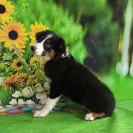 Australian Shepherds from Lakeside Aussies