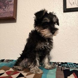 Betty - Black and silver female Miniature Schnauzer puppy in Cabool, Missouri from Farmhouse Schnauzers