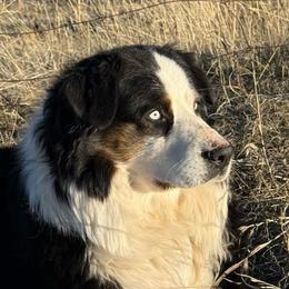 Ben - Australian Shepherd