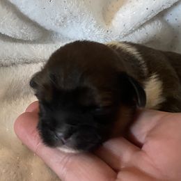 Boy 2 - Brindle and white male Shih Tzu puppy in Blackwood, New Jersey from Ju Ju Bee Shih Tzus