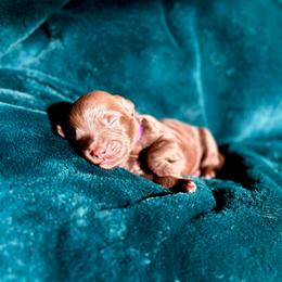 Carly - Chocolate female Goldendoodle puppy in Allen, Texas from Calena’s Doodles
