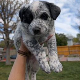 Hughie (Yellow Collar) - Blue male Australian Cattle Dog puppy in Ammon, Idaho from Piney River Cattle Dogs