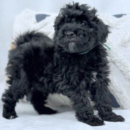 Gerald - Black male Goldendoodle puppy in Chuckey, Tennessee from Timberland Falls Goldendoodles