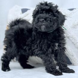 Gerald - Black male Goldendoodle puppy in Chuckey, Tennessee from Timberland Falls Goldendoodles