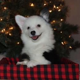 Missy - Black and tan female Pembroke Welsh Corgi puppy in St. Charles, Iowa from Kim Boyle's Pembroke Welsh Corgis