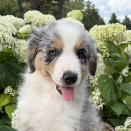 Porterhouse - Blue merle male Australian Shepherd puppy in Raymond, Minnesota from Hawk Creek Farms