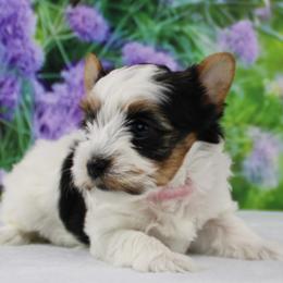 Alice 4400 - Black tan and white female Biewer Terrier puppy in Ambrose, Georgia from Southern Star Biewer Terriers