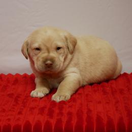 Graylag - Yellow male Labrador Retriever puppy in Buffalo Valley, Tennessee from Buffalo Valley Breeders