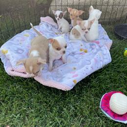 Chihuahua Puppies from Cloud9 Chihuahuas