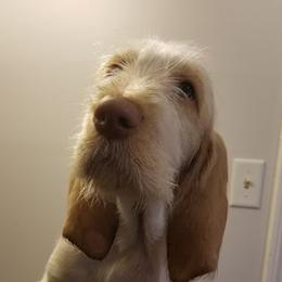 Spinone Italiano Puppies from Stella Del Nord Spinoni Italiani
