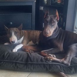 Doberman Pinscher Puppies from Maris Stella Kennel