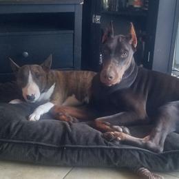 Doberman Pinscher Puppies from Maris Stella Kennel