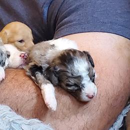 Aussiedoodle Puppies from Down Under Doodles
