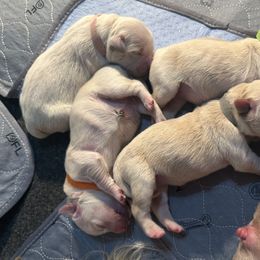 Golden Retriever Puppies from Tupelo Honey Farm's Golden Retrievers