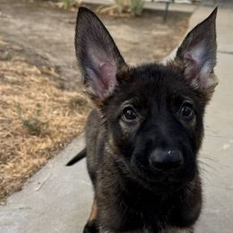 German Shepherds from Vom Caldera