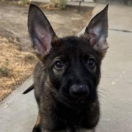 German Shepherds from Vom Caldera