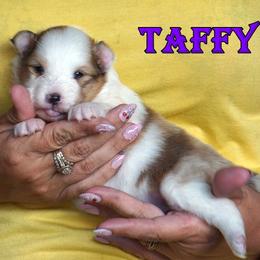 Taffy sable merle female - Sable merle and white female Shetland Sheepdog puppy in Frazeysburg, Ohio from Mountain High Kennels