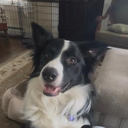 American Corgi and Border Collie Puppies from Duncan's Border Collies and Corgis