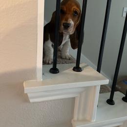 Stan - Black and white male Basset Hound puppy in Anna, Texas from Basset farms