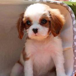 Cavalier King Charles Spaniel Puppies from Lockwood Cavaliers
