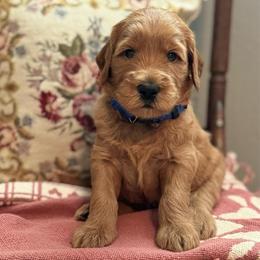 Happy (Blue) - Red  male Goldendoodle puppy in Bay City, Texas from Charming Doods Goldendoodles