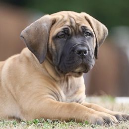 Girl 1 - Boerboel puppy from Brickhouse Boerboels