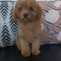 Boy 1 - Red  male Poodle puppy in Sandpoint, Idaho from Teddy Bear Toy Poodles