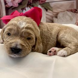 Hydrangea - Cream female Goldendoodle puppy in The Woodlands, Texas from Gracie's Goldendoodles and Bernedoodles