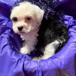 Ollie - Black and white male Havanese puppy in Pearland, Texas from Herds Of Havanese