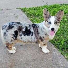 Marlee - American Corgi