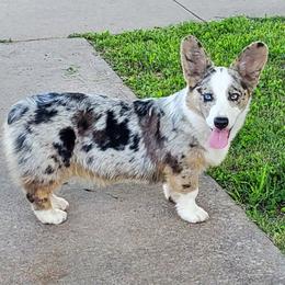 Marlee - American Corgi