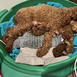 Boykin Spaniel and Goldendoodle Puppies from Double Shot Boykins