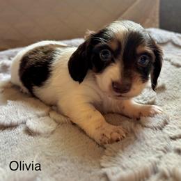 Olivia - Piebald female Dachshund puppy in Aiken, South Carolina from State Eight Dachshunds