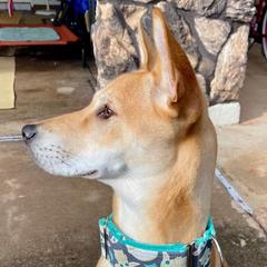 Vietnamese Phu Quoc Ridgebacks from Blue Velocity Ridgebacks