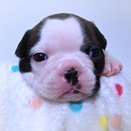 Baby Selûne - Black brindle and white female Boston Terrier puppy in Kingsport, Tennessee from Sleepwalker Bostons