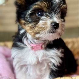 Aria 3300 - Black tan and white female Biewer Terrier puppy in Ambrose, Georgia from Southern Star Biewer Terriers