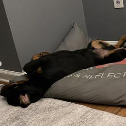German Shepherds and Rottweilers from Winter German Shepherds and Rotts